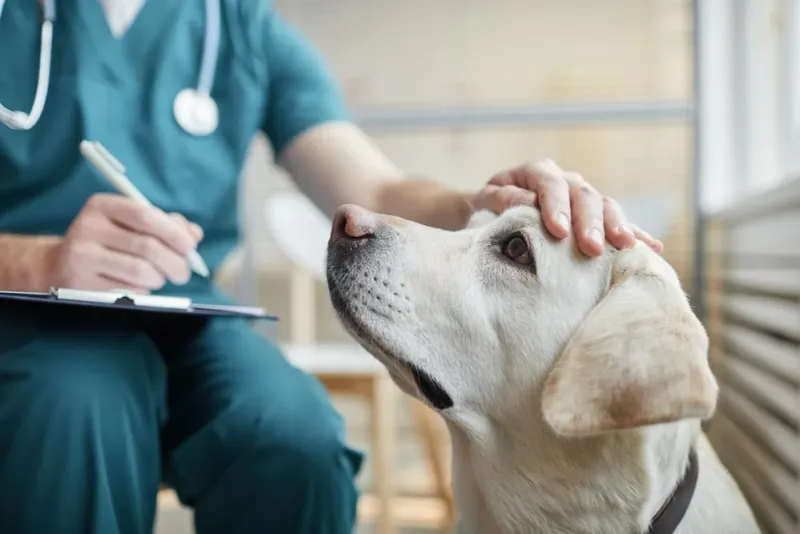Doubled Vet Bills, Tripled Worries