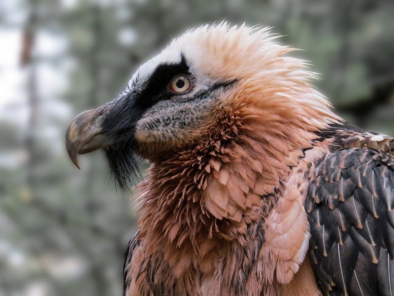 The Bird With A Fashion-Forward Beard