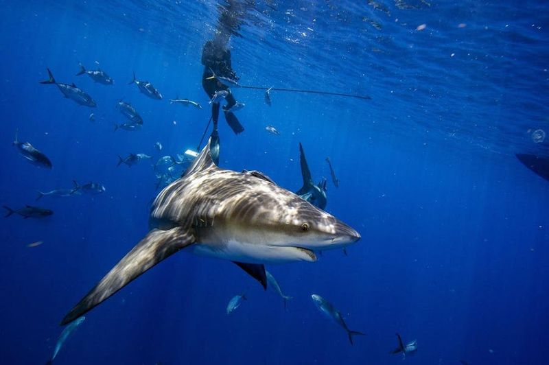 The Debate Over Shark Repellents