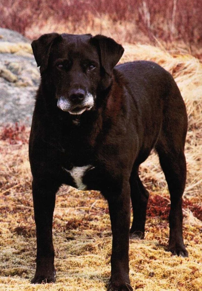 The St. John's Water Dog