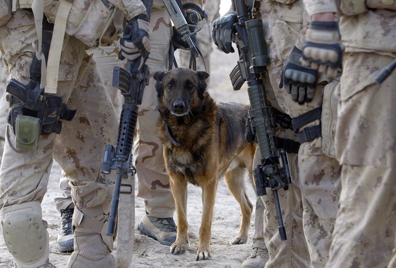 The Heroic Actions Of K9 Dogs In The Iraq War