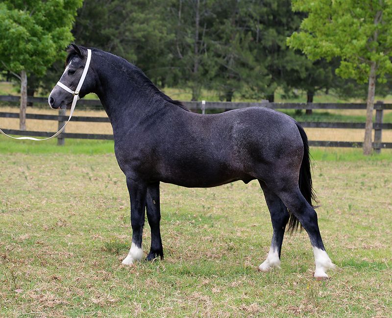 Welsh Mountain Pony: The Perfect First Mount