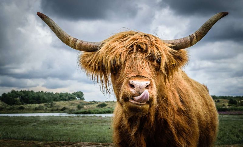 Exploring The Diversity Of Domestic Cattle Breeds