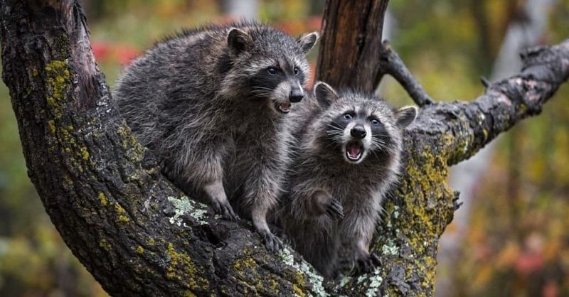 Masked Forest Bandit: The Raccoon