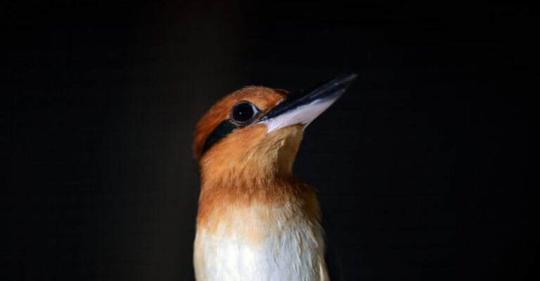 The Unbelievable Comeback Story Of A Once-Extinct Tropical Bird