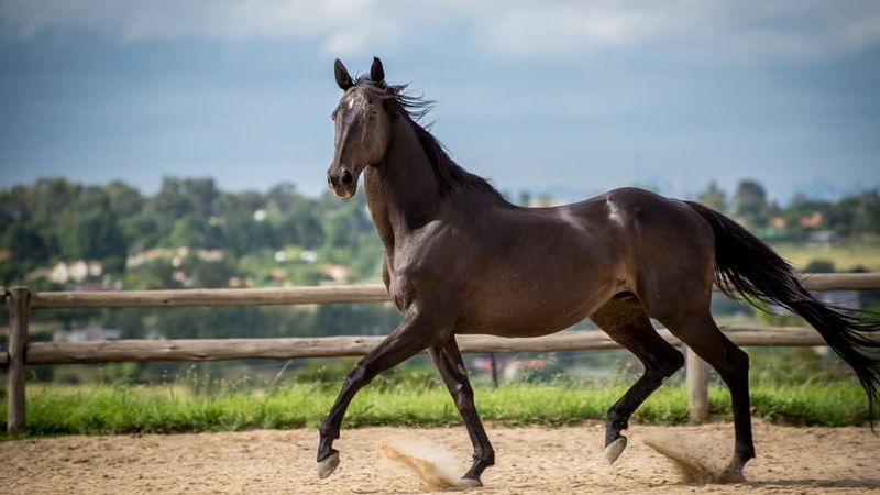 The Explosive Thoroughbred: Built For Speed, Not Beginners