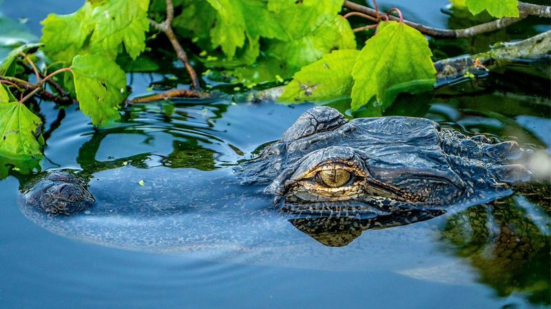How Alligators Influence Carbon Storage