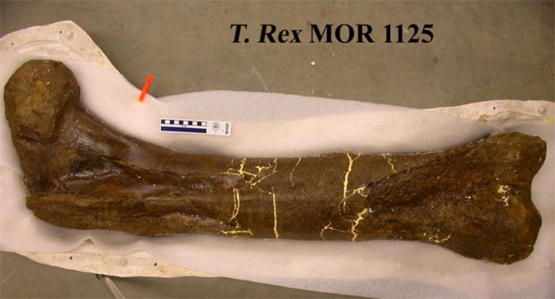 The Bone Protein Discovery
