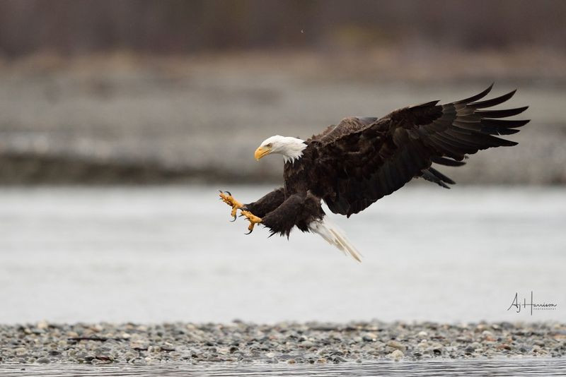 Masters Of The Skies: Bald Eagles