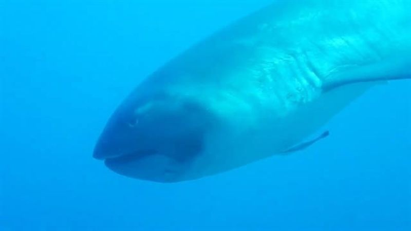 The Phantom Shark Of The Abyss