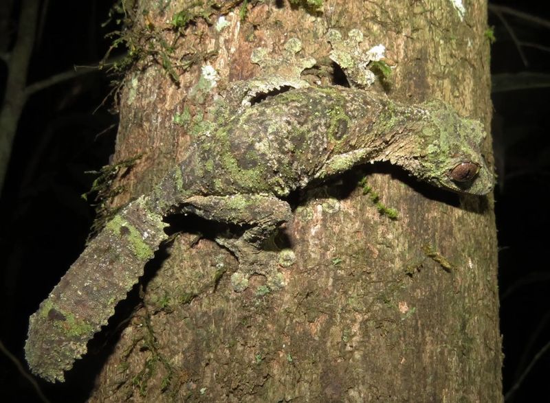 Camouflage And Stealth: How The Gecko Evaded Detection