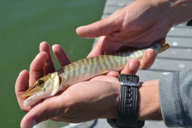 How Tiger Muskies Were Introduced To U.S. Waters