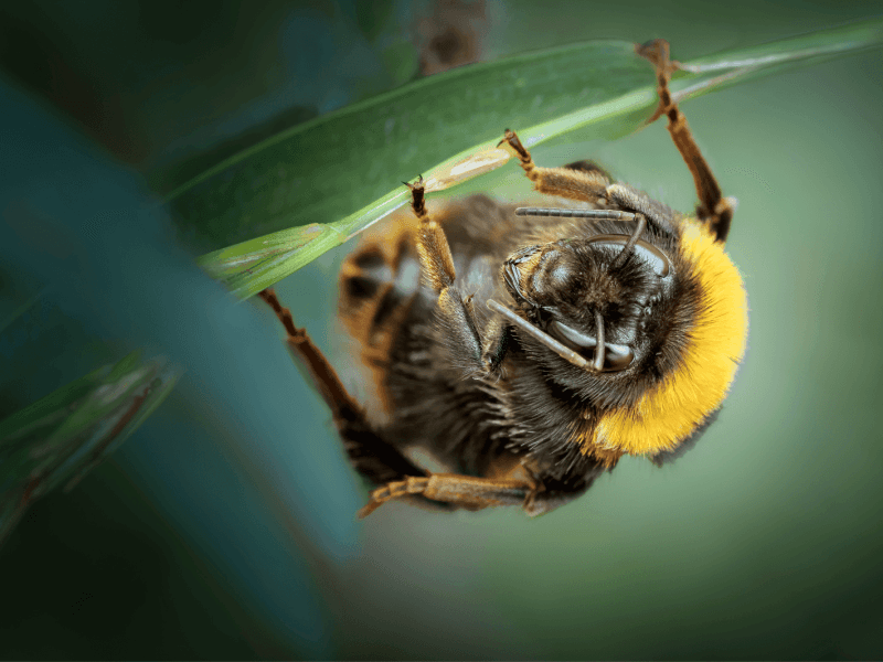 Bumblebee Queens: Leaders Of The Hive