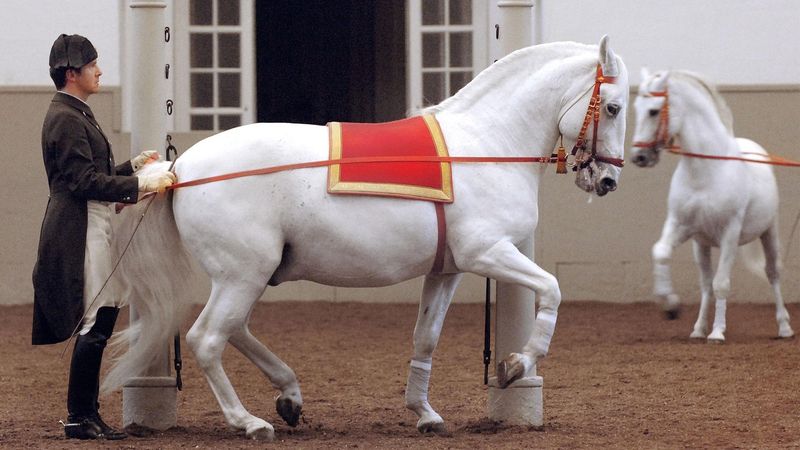 The Commanding Lipizzaner: Born Performers With Opinions