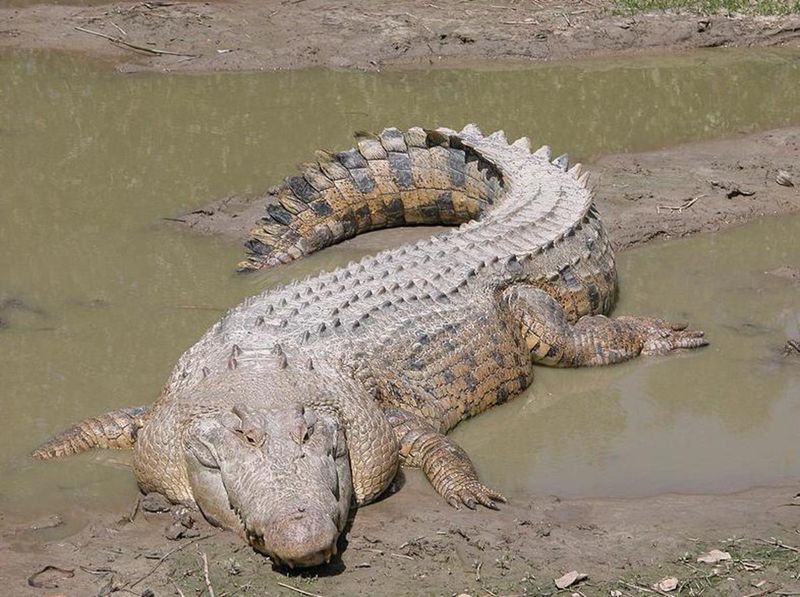 A Record-Breaking Giant