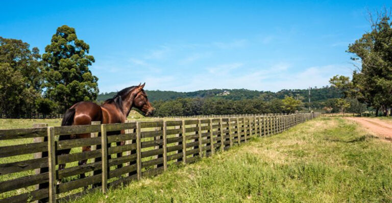 The Untold Story Of Horses: 12 Key Roles In Ranching You Didn’t Know About