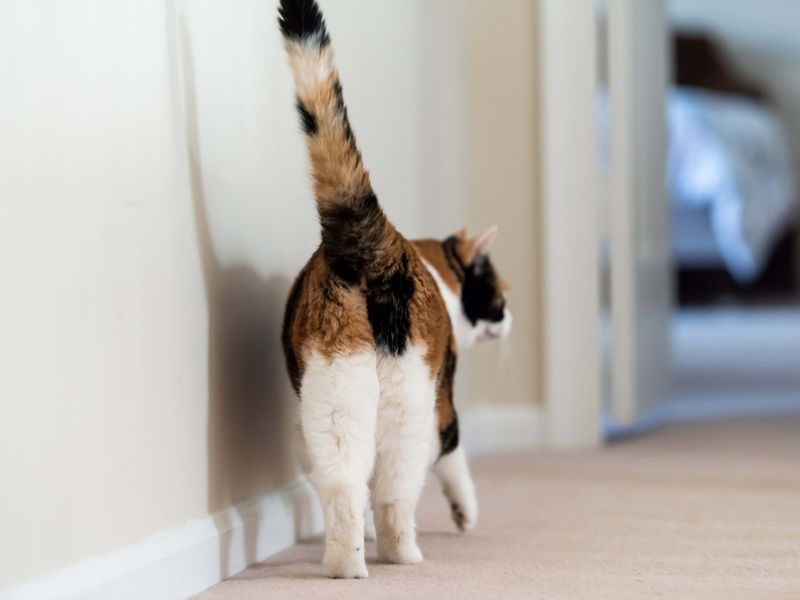Feline Flatulence Fiasco