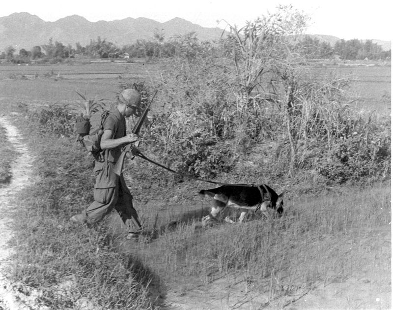 The Role Of Dogs In The Vietnam War