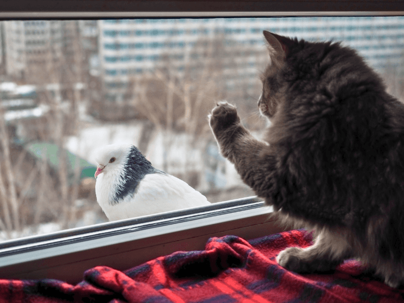 Can Humans Catch Bird Flu From Infected Cats?