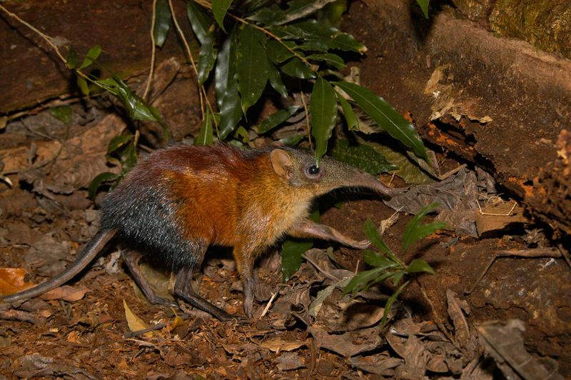 The Elusive Forest Elephant Shrew