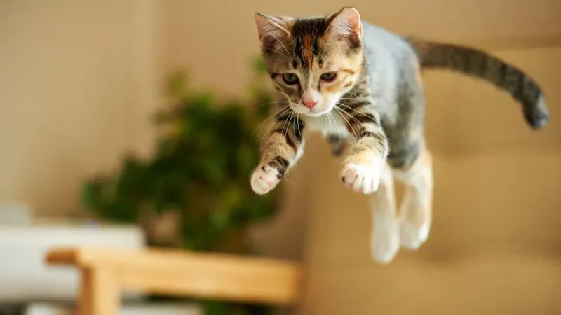 The Sudden Pounce