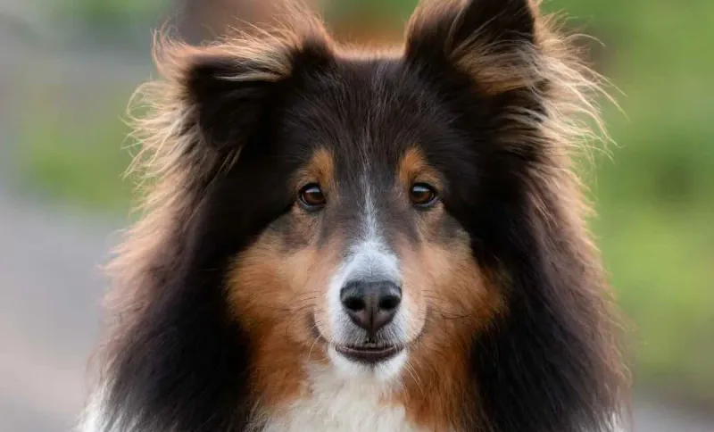 Cautious Shetland Sheepdogs