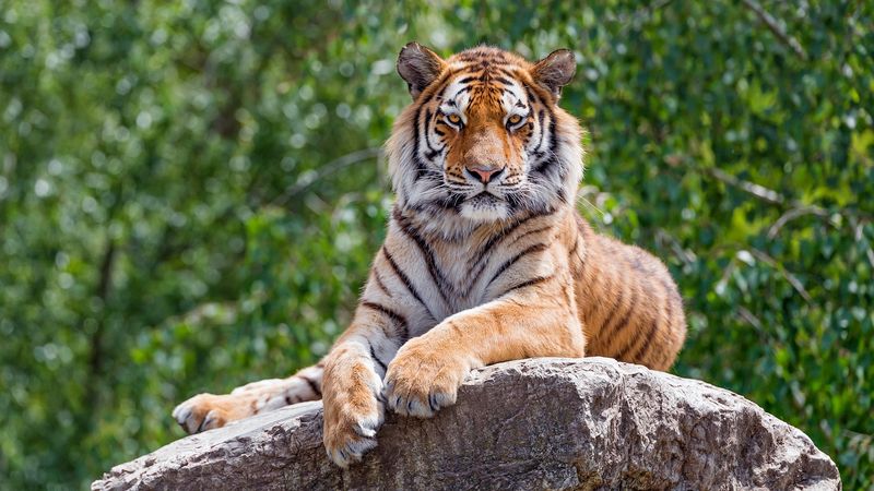 How Amur Tigers Differ From Other Tiger Species