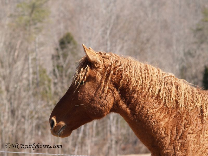 The Horse That's Actually A Camel: Bashkir Curly