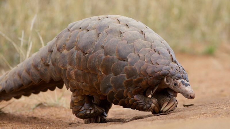 Nature's Living Tank