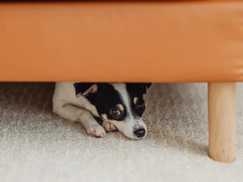 Hiding Or Retreating To Their Safe Space