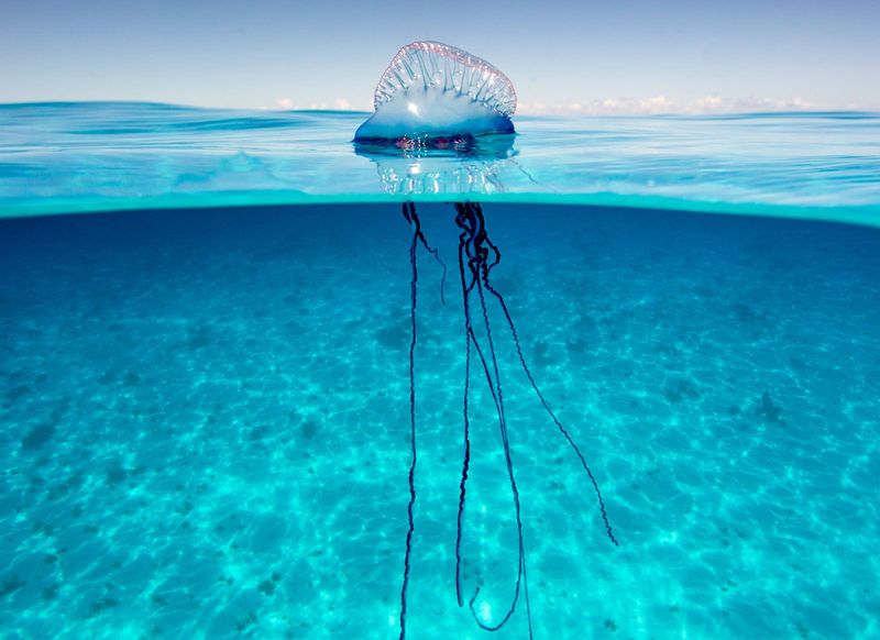 The Portuguese Man O' War's Lethal Floating Trap