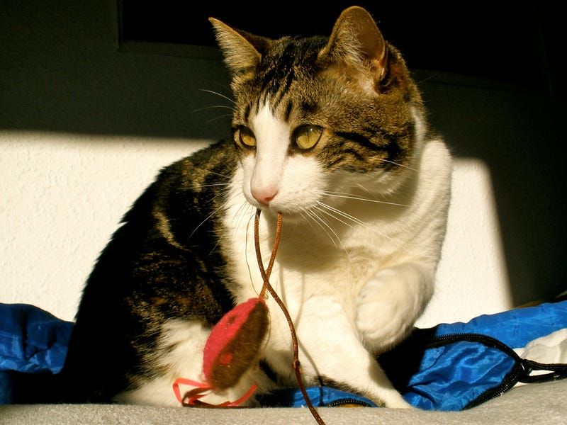 Toy Sharing Sessions