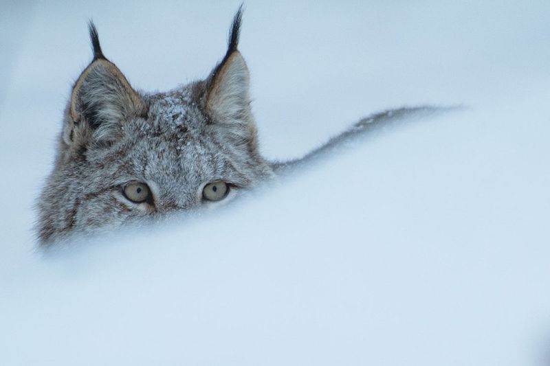 Sneaky Stalkers: Lynx