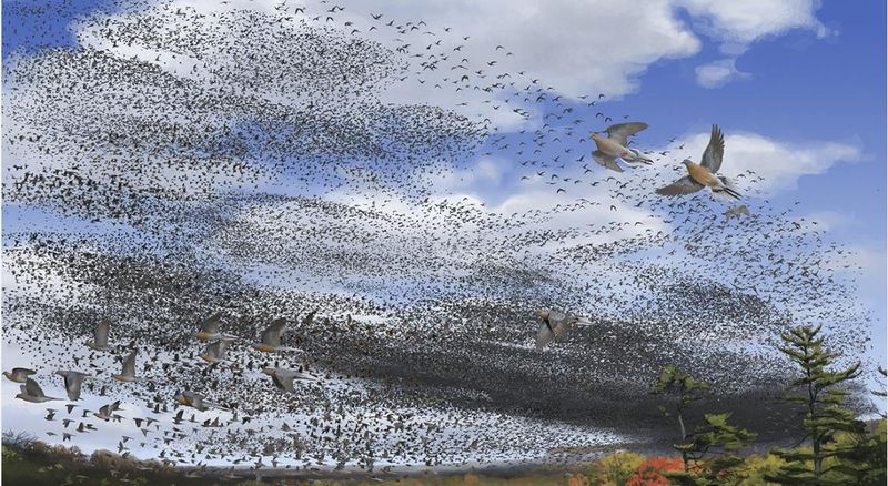 The Passenger Pigeon