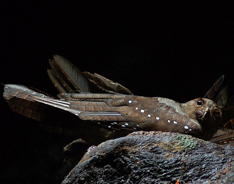 The Bird With A Built-In Flashlight