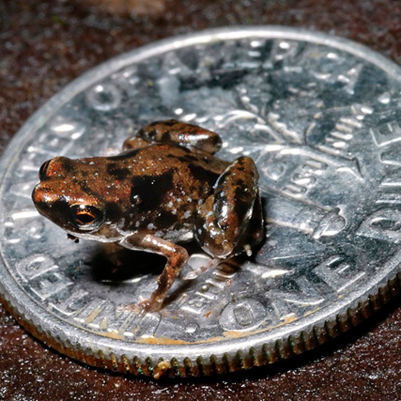 The Discovery Of The Tiny Vertebrate