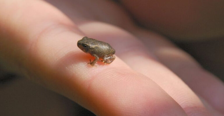 The World’s Smallest Vertebrate Was Discovered – Smaller Than A Penny