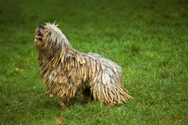 Bergamasco Shepherd