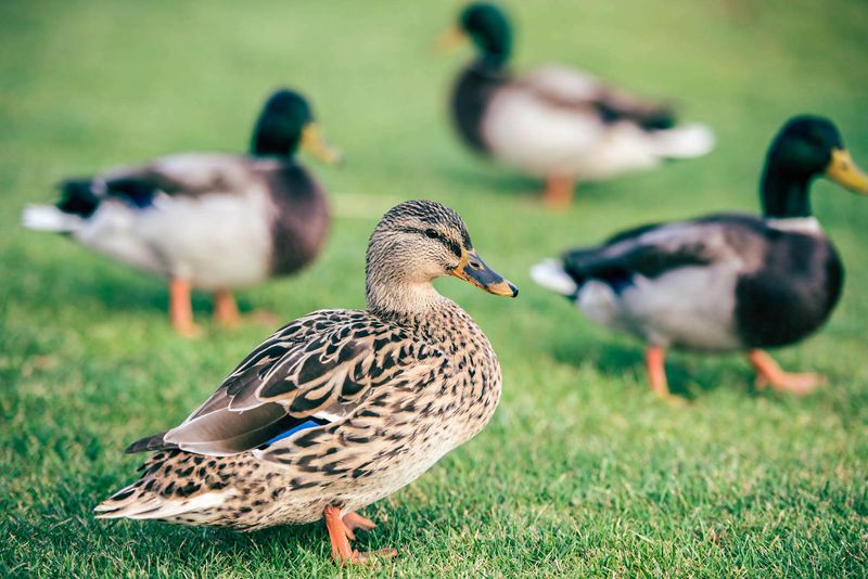 Ducks Are Surprisingly Quiet (Except For Some)