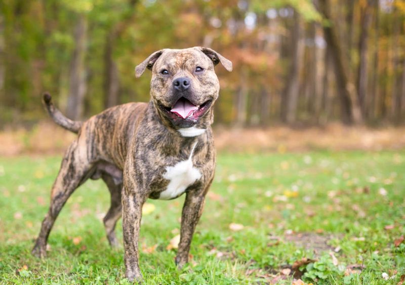 They're Among The Most Colorful Dog Breeds
