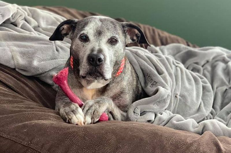 They're Among The Most Abused And Abandoned Dogs