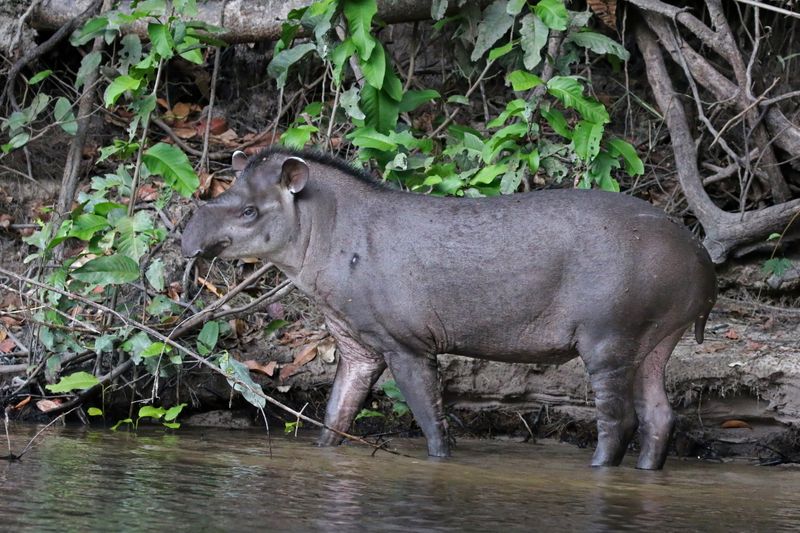 The Tapir’s Size And Strength