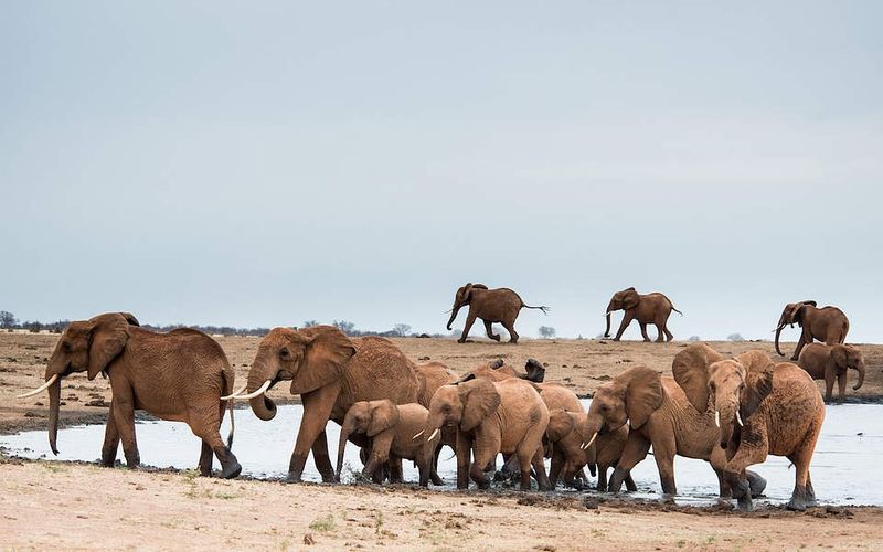Elephants Never Forget—Literally