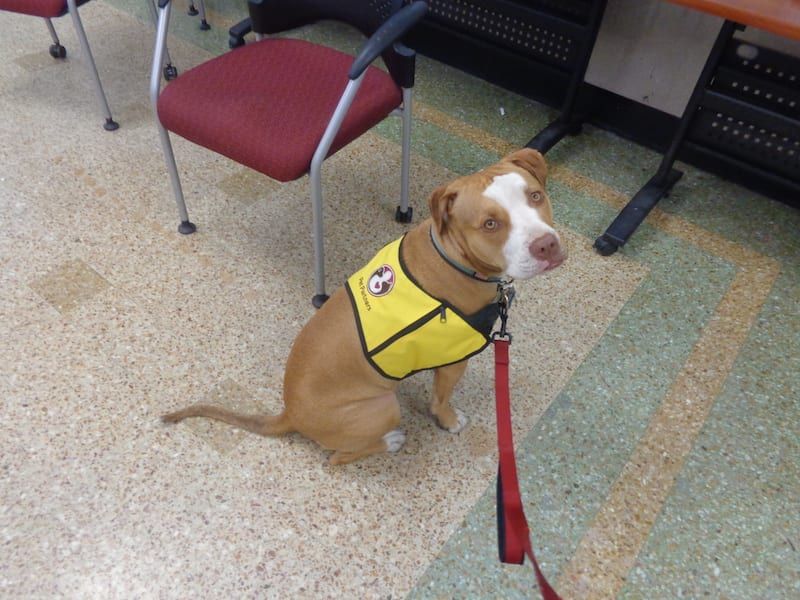 They Excel As Therapy And Service Dogs