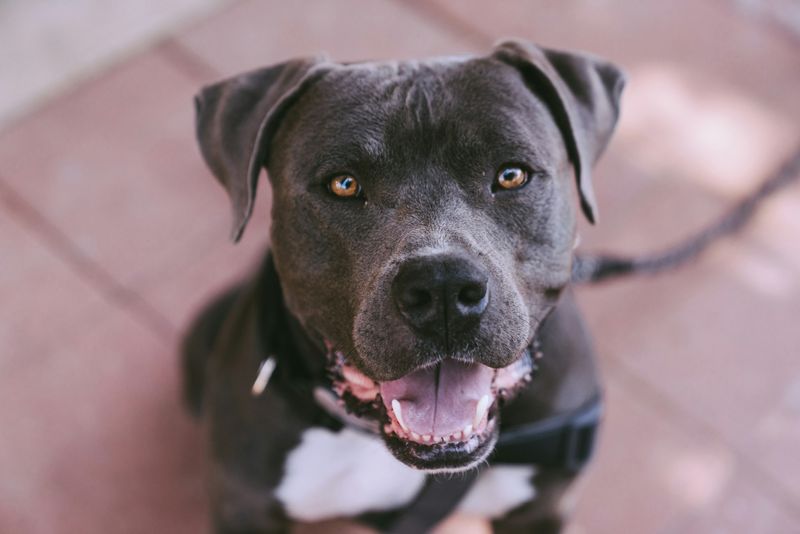 They Were Once America's Nanny Dogs