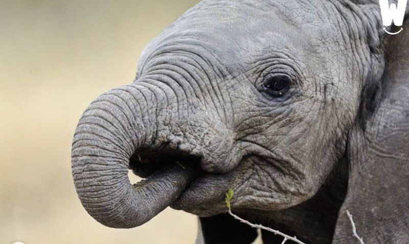 Baby Elephants Suck Their Trunks