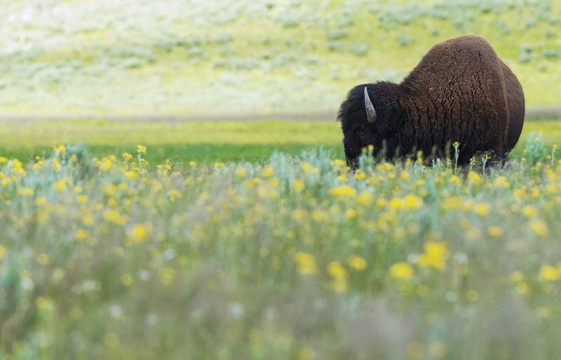 American Prairie Reserve's Bold Vision