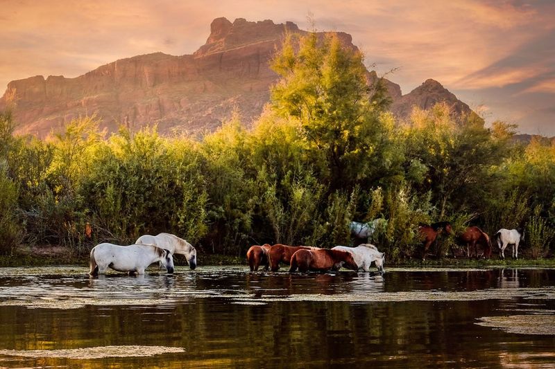 Arizona's Salt River Wild Horses