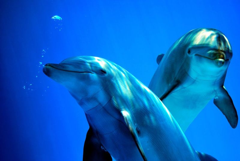 Ocean Intellectuals: Dolphins