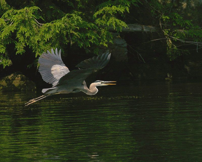 Predator Awareness Behaviors